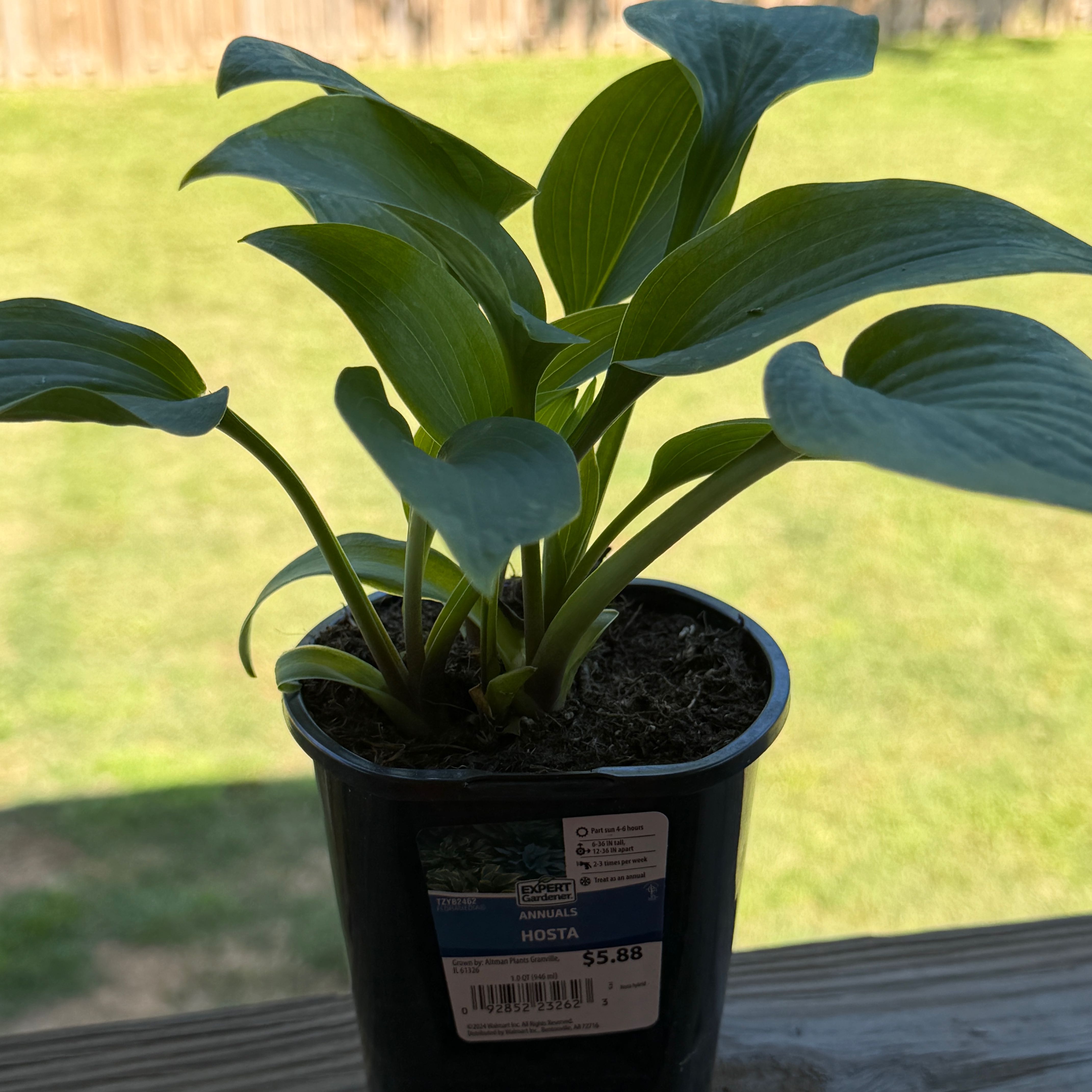Photo of the plant species Hosta 'Halcyon' by @SharpLuscious80 named Hattie on Greg, the plant care app