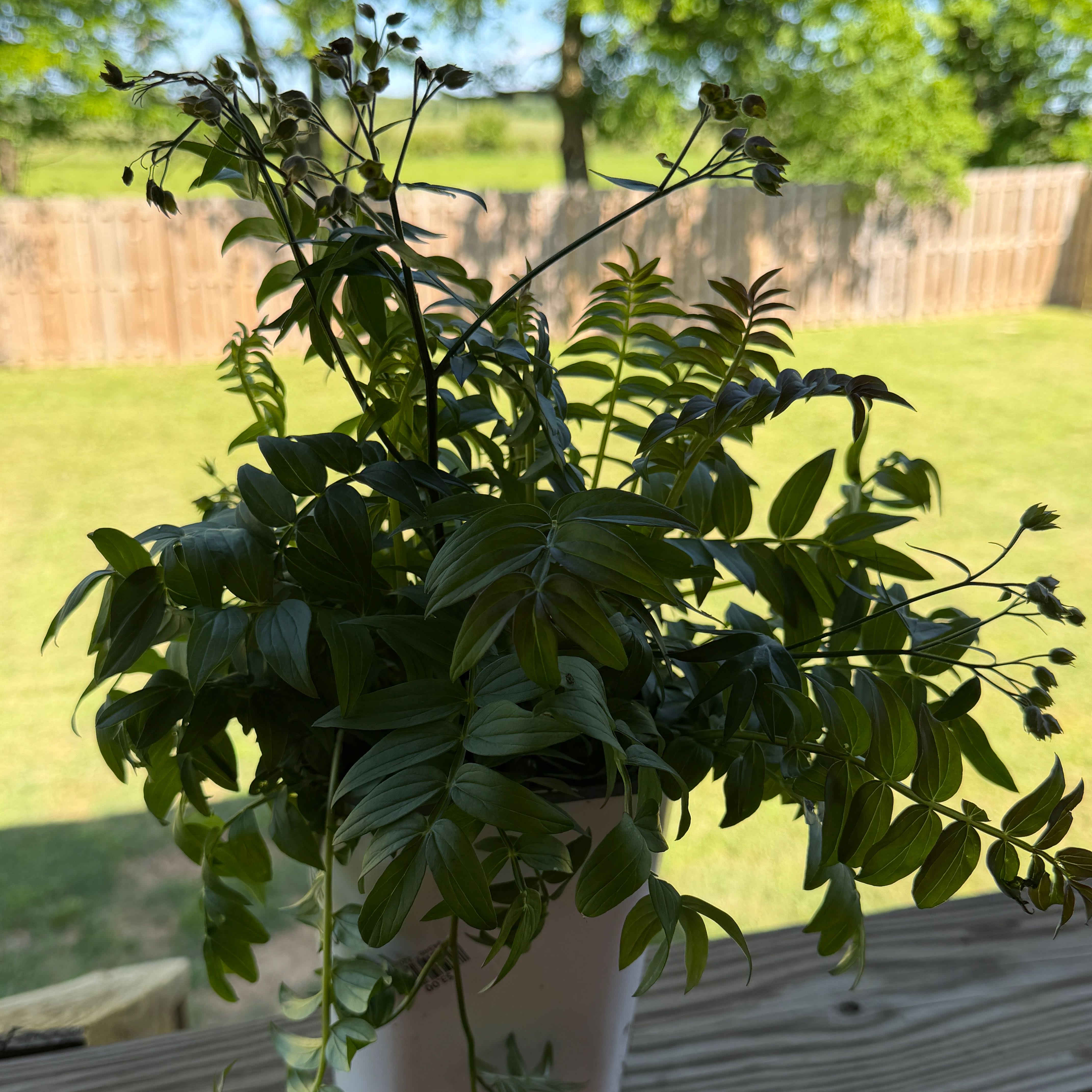 Photo of the plant species Jacob's Ladder by @SharpLuscious80 named Hazel on Greg, the plant care app