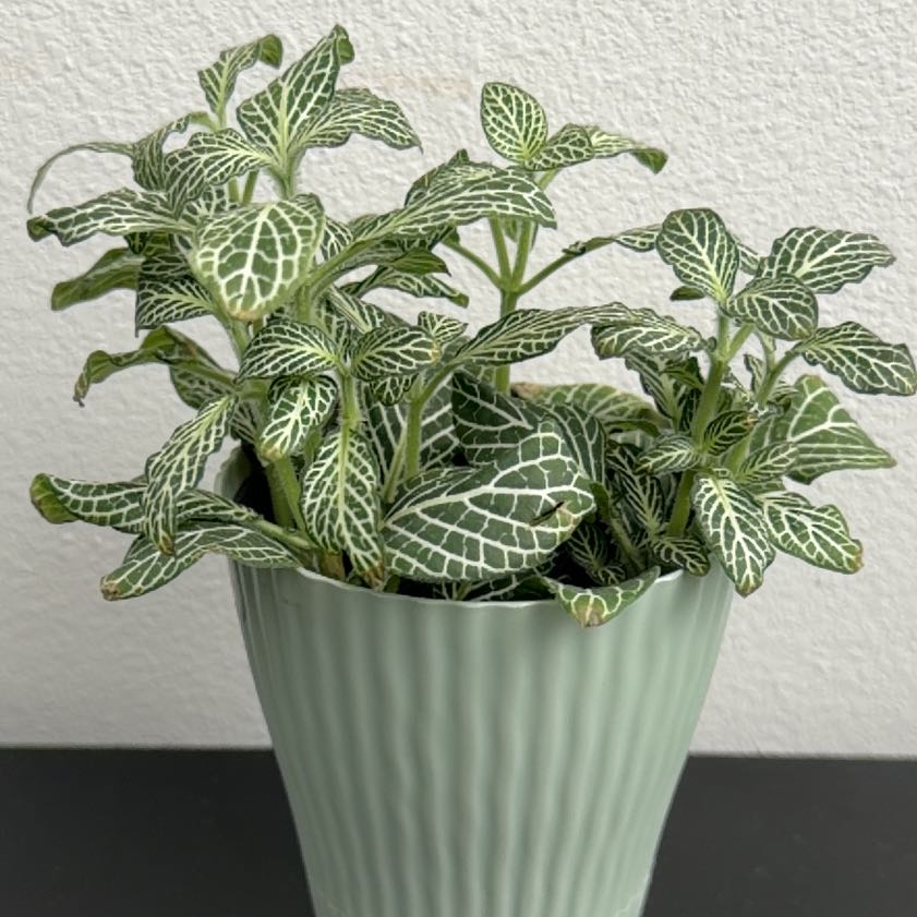 Photo of the plant species Mini White Fittonia by @SharpLuscious80 named Sassy on Greg, the plant care app