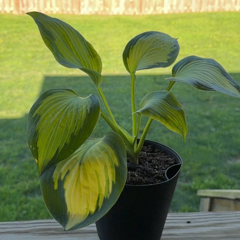 Photo of the plant species Forbidden Fruit Hosta by @SharpLuscious80 named XXX on Greg, the plant care app