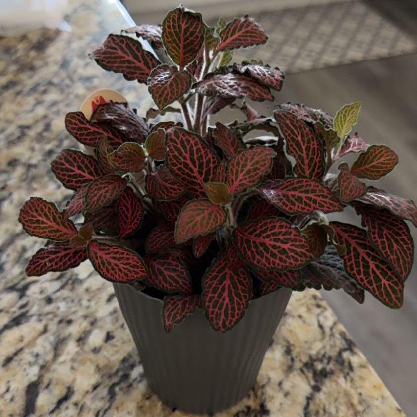 Photo of the plant species Red Anne Nerve Plant by @SharpLuscious80 named Ruby on Greg, the plant care app