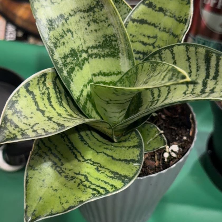 Photo of the plant species Sansevieria 'Silver Hahnii' by @SharpLuscious80 named XXX on Greg, the plant care app