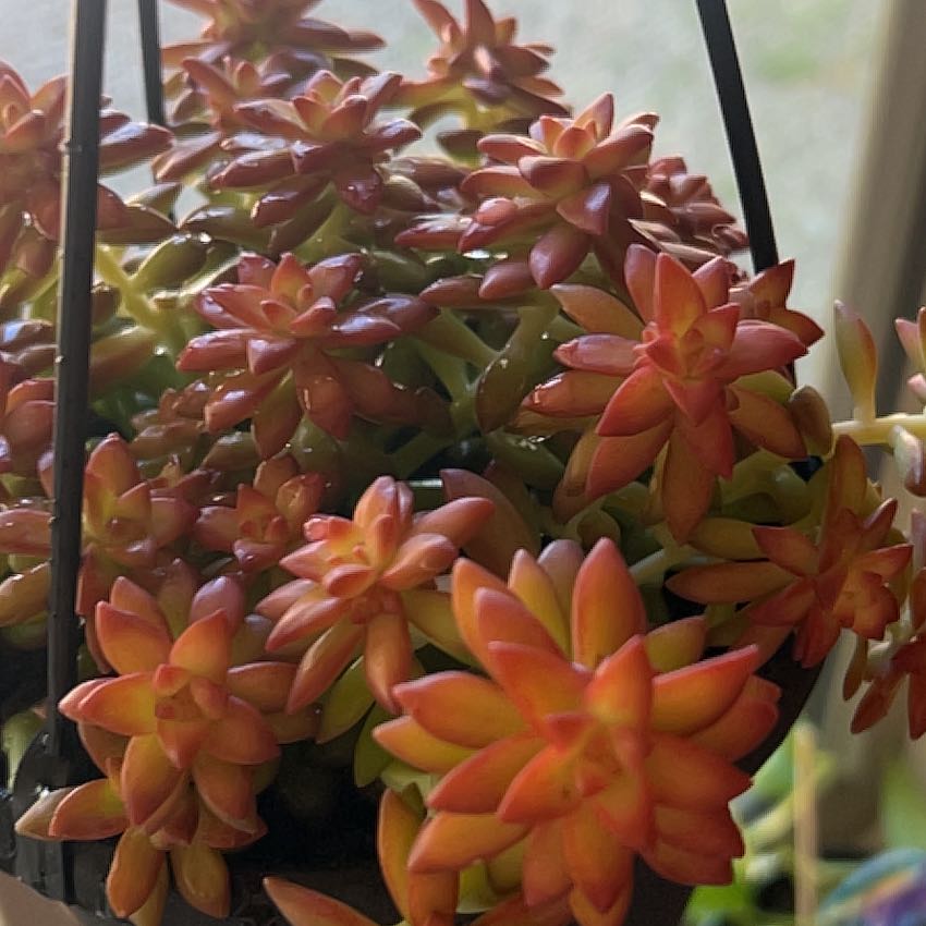 Photo of the plant species Sedum Shooting Star by @RousingHoya24 named Ulysses S Plant on Greg, the plant care app