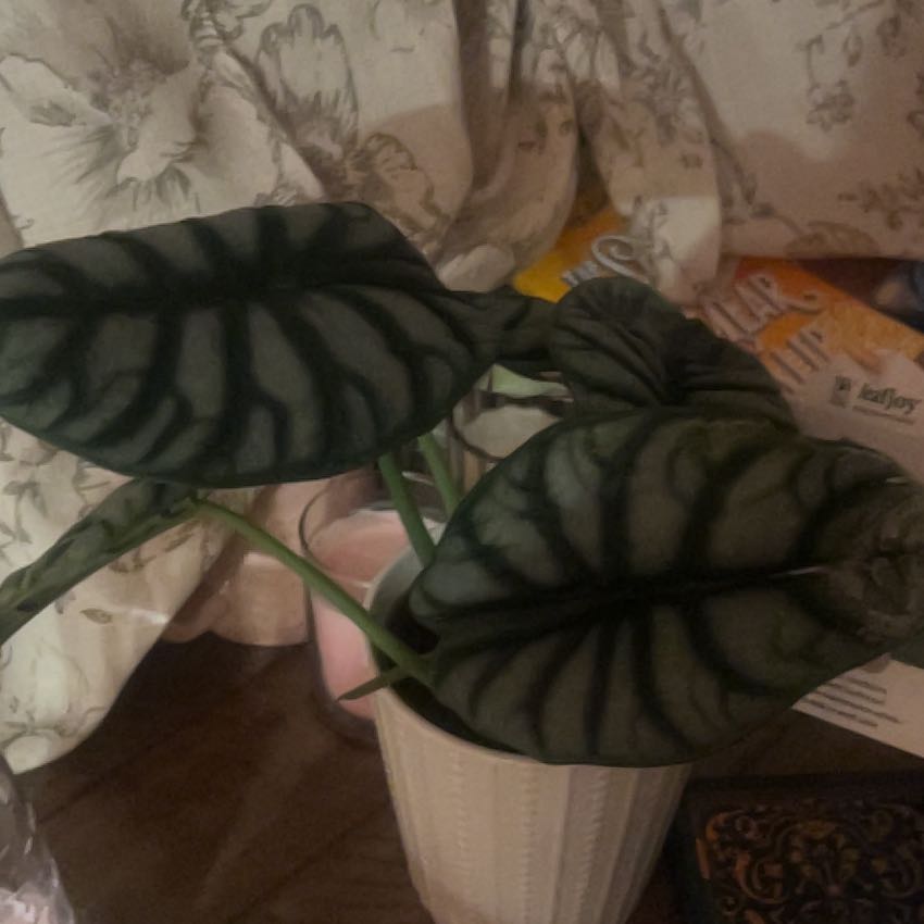 Photo of the plant species Alocasia baginda 'Mythic Silver Dragon' by @RousingHoya24 named Keanu Leaves on Greg, the plant care app