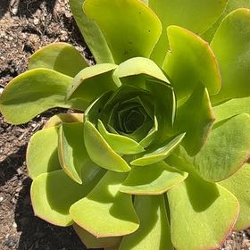 Photo of the plant species Chalk Dudleya by @ZestyCorkoak96 named Elle on Greg, the plant care app