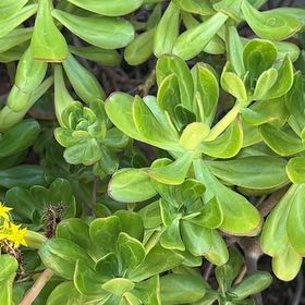 Photo of the plant species Tree Stonecrop by @ZestyCorkoak96 named Osmo on Greg, the plant care app