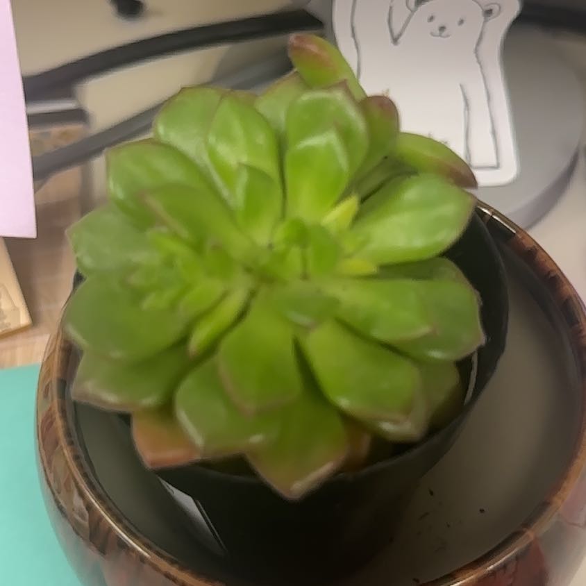 Photo of the plant species Sedeveria 'Letizia' by @GrownTievine93 named Bruce Lee on Greg, the plant care app