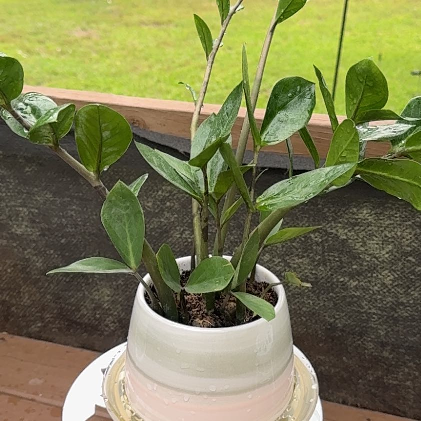 Photo of the plant species Cardboard Palm by @ProminentTawa74 named Elina on Greg, the plant care app
