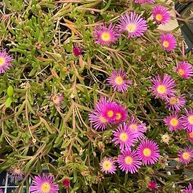 Photo of the plant species Drosanthemum Floribundum by @FancyMiro76 named Navajo on Greg, the plant care app