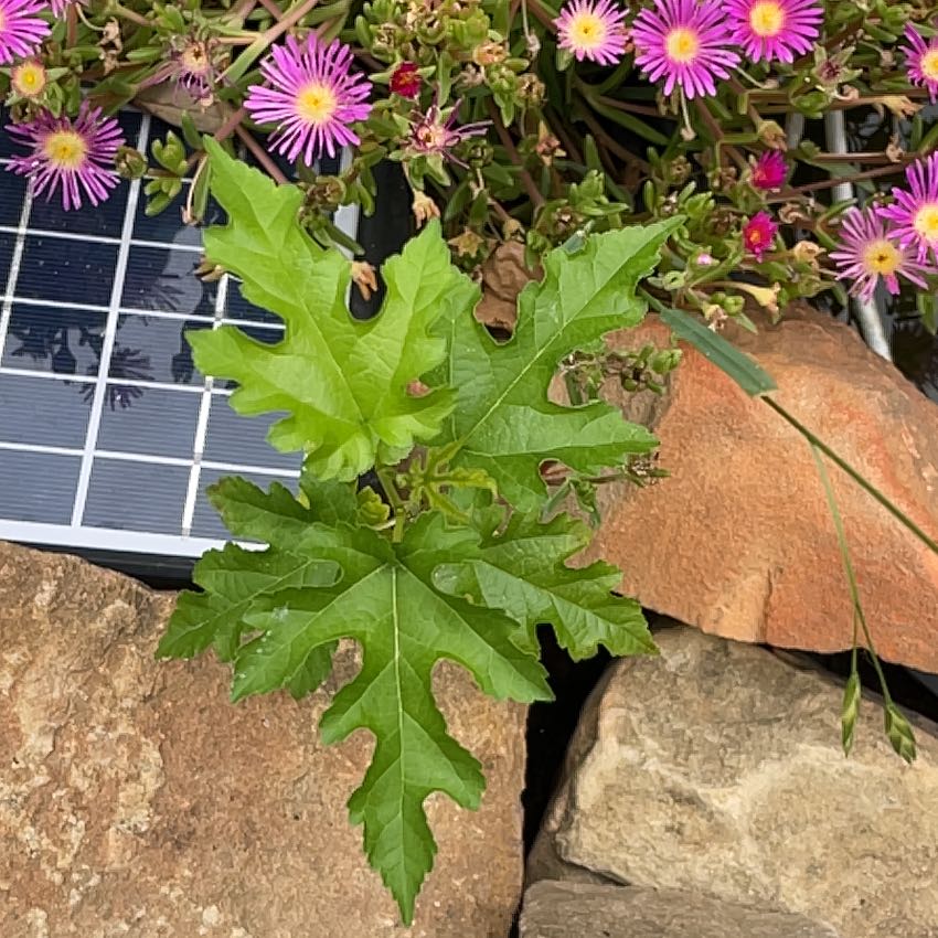 Photo of the plant species White Mulberry by @FancyMiro76 named Delilah on Greg, the plant care app