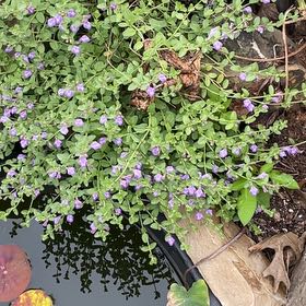 Photo of the plant species African Bindweed by @FancyMiro76 named Homer on Greg, the plant care app