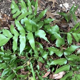 Photo of the plant species House Holly-Fern by @FancyMiro76 named Baesil on Greg, the plant care app