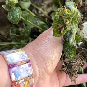 Photo of the plant species Pulmonaria 'Ann' by @WillTauhinu89 named Sahara on Greg, the plant care app