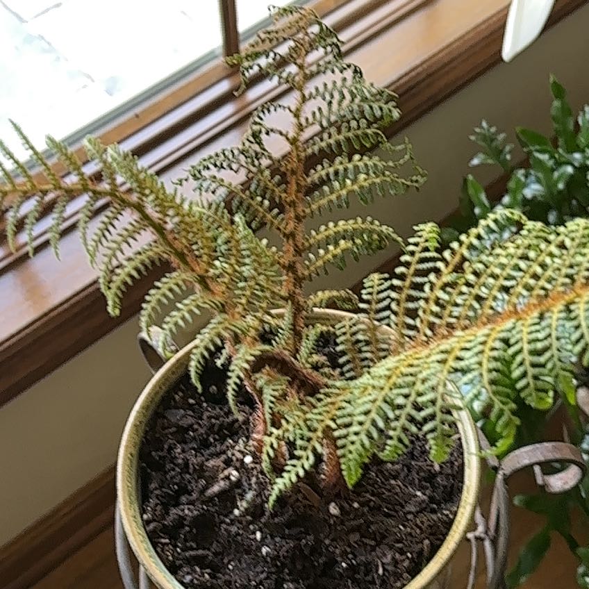 Photo of the plant species Lacy Tree Fern by @PetPilea99 named Rihanna on Greg, the plant care app
