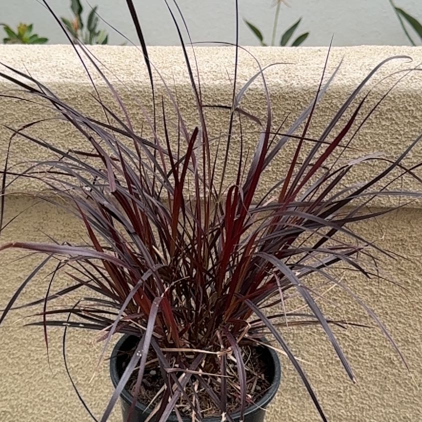 Photo of the plant species Crimson Fountaingrass by @NaeBrown named Gomez on Greg, the plant care app