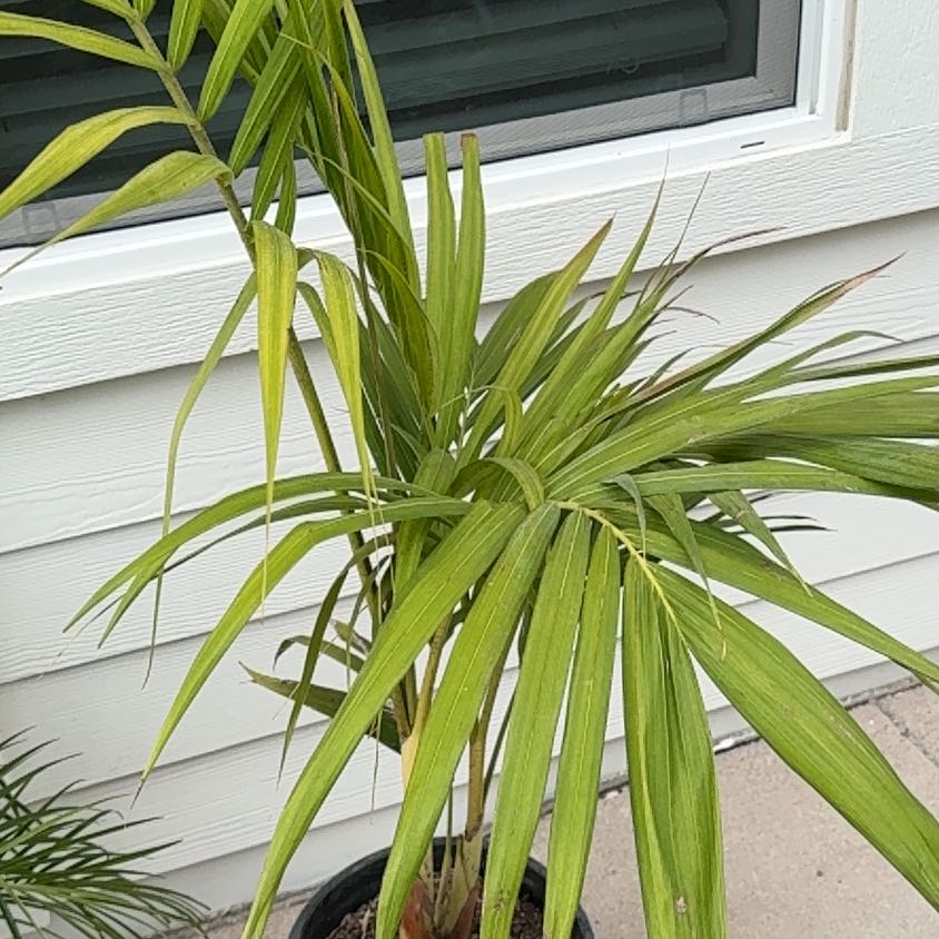 Photo of the plant species King Palm by @NaeBrown named Figyonce on Greg, the plant care app