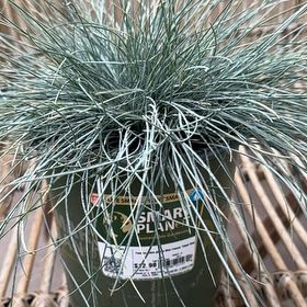 Photo of the plant species blue fescue by @NaeBrown named Mando on Greg, the plant care app