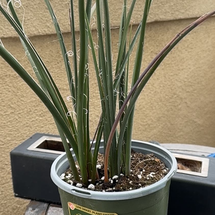 Photo of the plant species Texas Red Yucca by @NaeBrown named Sahara on Greg, the plant care app