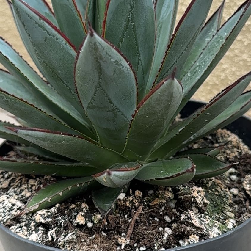 Photo of the plant species Agave 'Blue Glow' by @NaeBrown named Bruce Lee on Greg, the plant care app