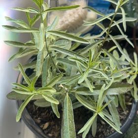 Photo of the plant species Mexican Milkweed by @IdolLychee80 named Rihanna on Greg, the plant care app