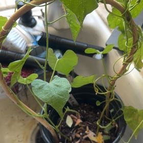 Photo of the plant species Red Morning Glory by @IdolLychee80 named Bieber on Greg, the plant care app