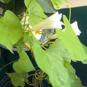 Photo of the plant species Mexican Morning Glory by @IdolLychee80 named Kobe on Greg, the plant care app