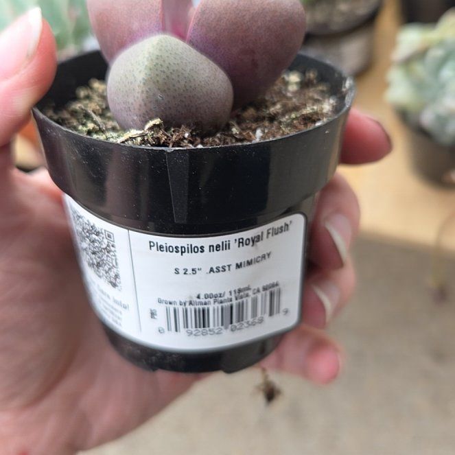 Photo of the plant species Royal Flush Split Rock by @BuffBluerose9 named Duke on Greg, the plant care app