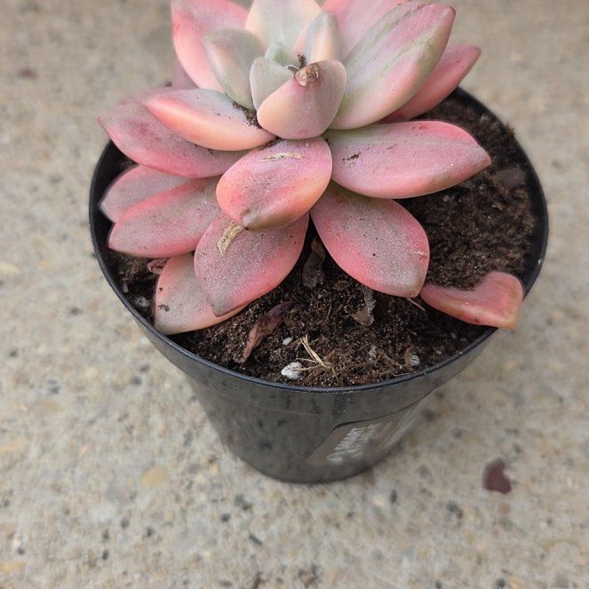 Photo of the plant species Graptopetalum 'Joker' by @BuffBluerose9 named Fernie Saunders on Greg, the plant care app