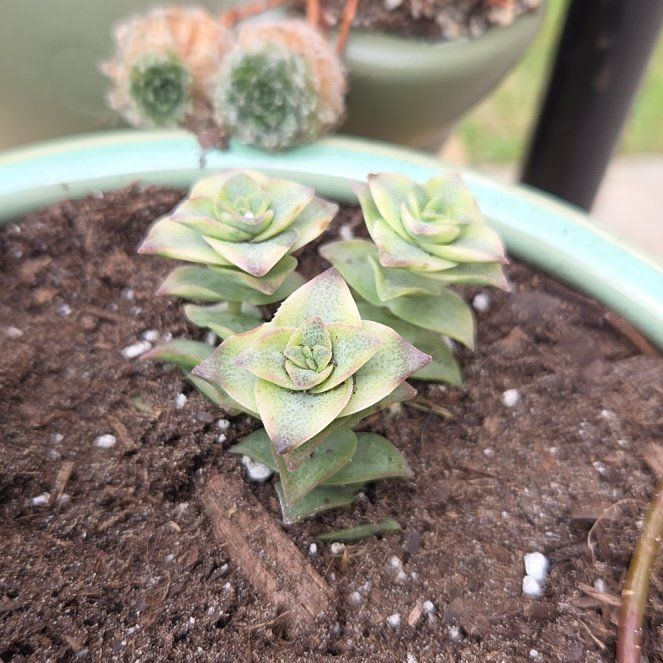 Photo of the plant species String of Buttons by @BuffBluerose9 named Kobe on Greg, the plant care app