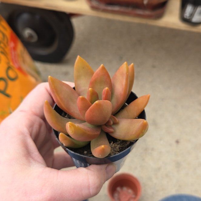 Photo of the plant species Sedum adolphi 'Sunset' by @BuffBluerose9 named Robert Plant on Greg, the plant care app