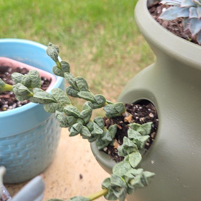 Photo of the plant species Ice Plant by @BuffBluerose9 named Treeyoncé on Greg, the plant care app