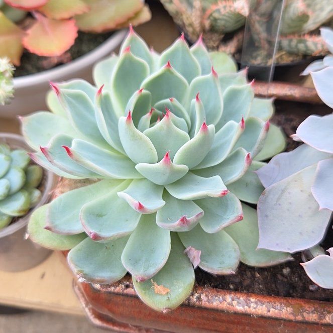 Photo of the plant species Echeveria 'Tippy' by @BuffBluerose9 named Harper on Greg, the plant care app