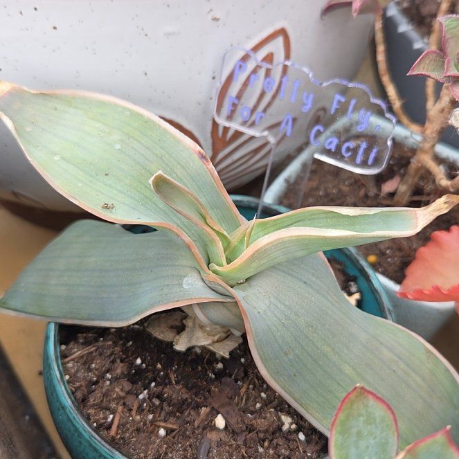 Photo of the plant species Coral Aloe by @BuffBluerose9 named Denali on Greg, the plant care app