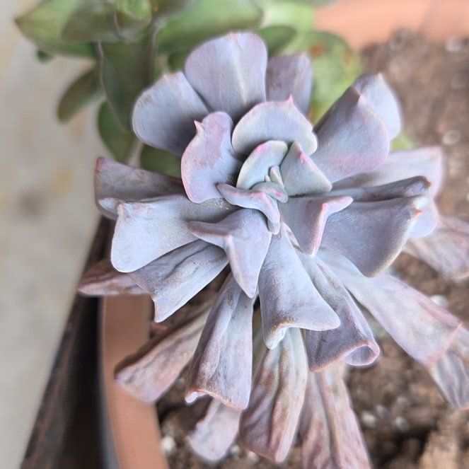 Photo of the plant species Echeveria 'Cubic Frost™' by @BuffBluerose9 named Dax on Greg, the plant care app