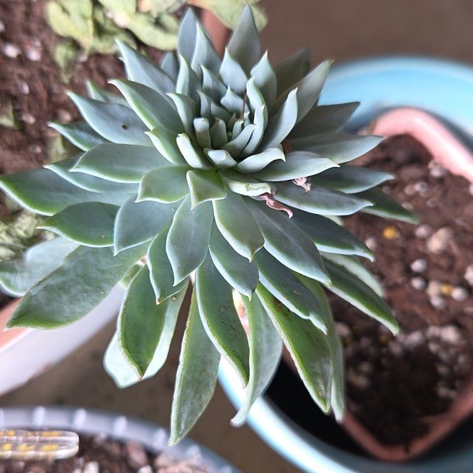 Photo of the plant species Sedeveria 'Fanfare' by @BuffBluerose9 named Orwell on Greg, the plant care app