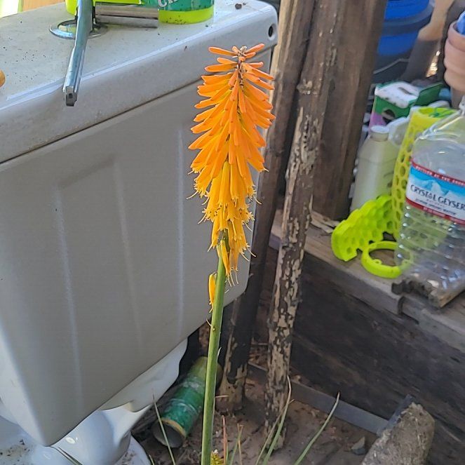 Photo of the plant species Red Hot Poker by @EspecialKoa33 named Rihanna on Greg, the plant care app