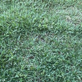 Photo of the plant species St. Augustine Grass by @LadyKonjac46 named Nemo on Greg, the plant care app