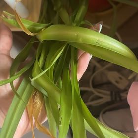 Photo of the plant species Pregnant Onion by @PeakRosea75 named Spike Leaves on Greg, the plant care app