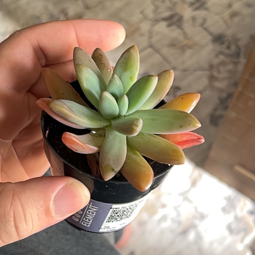 Photo of the plant species Graptosedum 'Francesco Baldi' by @PetWaxvine31 named Hemingway on Greg, the plant care app