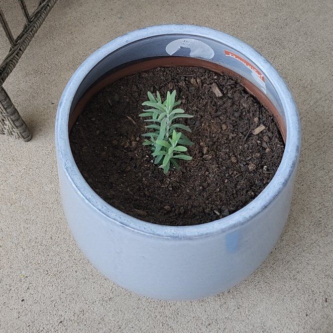 Photo of the plant species MUNSTEAD LAVENDER by @pawsense named Peter Parker on Greg, the plant care app