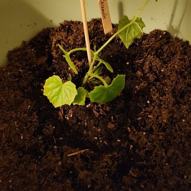 Photo of the plant species Cucamelon by @pawsense named Duke on Greg, the plant care app