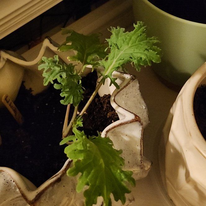 Photo of the plant species Red Russian Kale by @pawsense named Demi on Greg, the plant care app