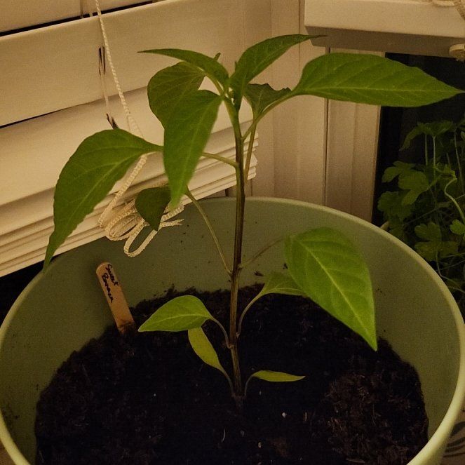 Photo of the plant species Sweet Banana Pepper by @pawsense named Eva on Greg, the plant care app