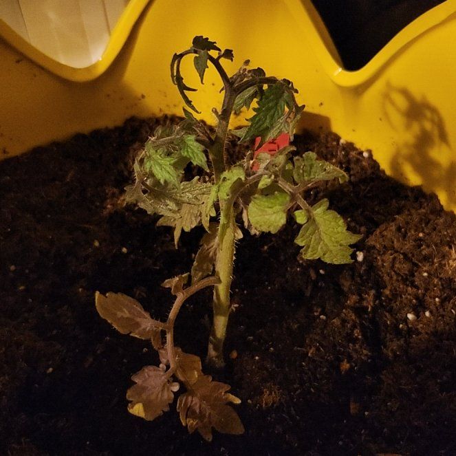 Photo of the plant species Tomato 'Tiny Tim' by @pawsense named Aria on Greg, the plant care app