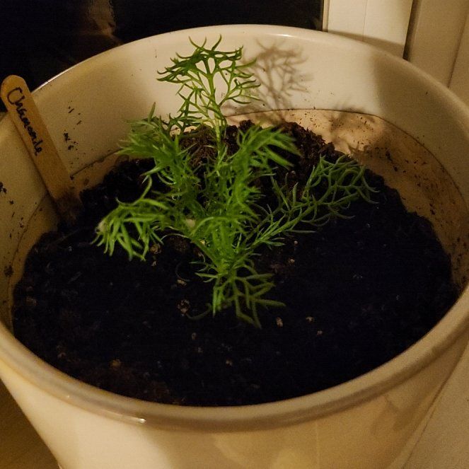 Photo of the plant species Chamomile by @pawsense named Nemo on Greg, the plant care app