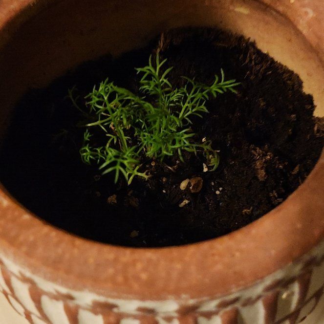 Photo of the plant species Elephant Dill by @pawsense named Muhammad Ali on Greg, the plant care app