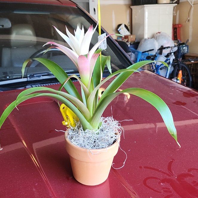 Photo of the plant species Bromeliad by @pawsense named Winston on Greg, the plant care app