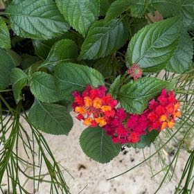 Photo of the plant species Lantana by @YeahChives83 named Baesil on Greg, the plant care app