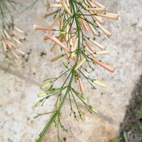 Photo of the plant species Firecracker Plant by @YeahChives83 named Keanu Leaves on Greg, the plant care app