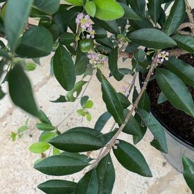 Photo of the plant species Barbados Cherry by @YeahChives83 named Stella on Greg, the plant care app